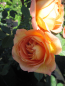 Preview: Englische Rose Tea Clipper